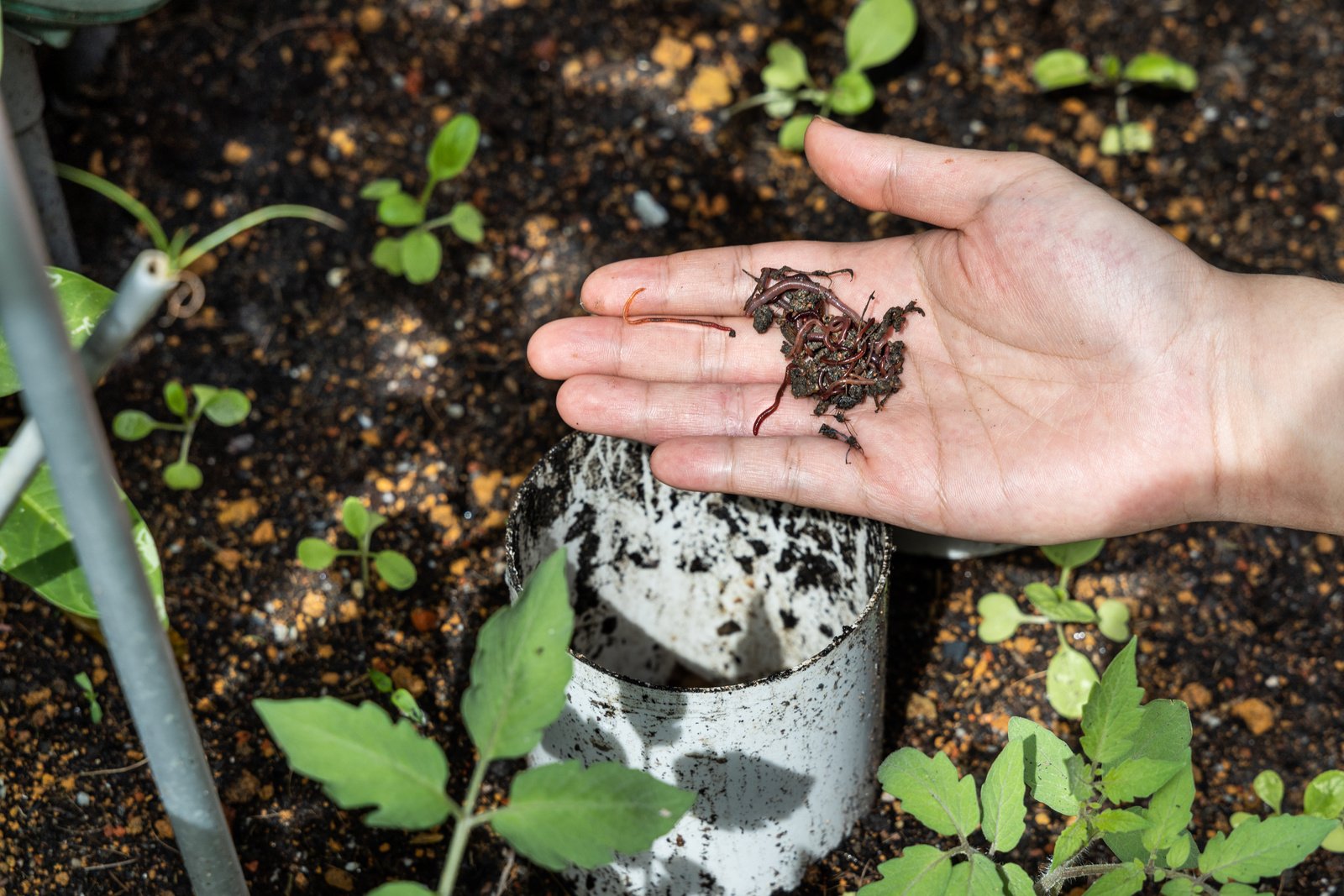 Hand feeding red wrigglers earthworms into worm tower for vermicomposting